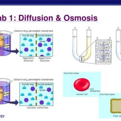 Lab 1 diffusion and osmosis answers