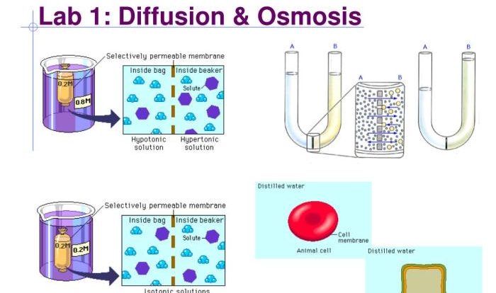 Lab 1 diffusion and osmosis answers