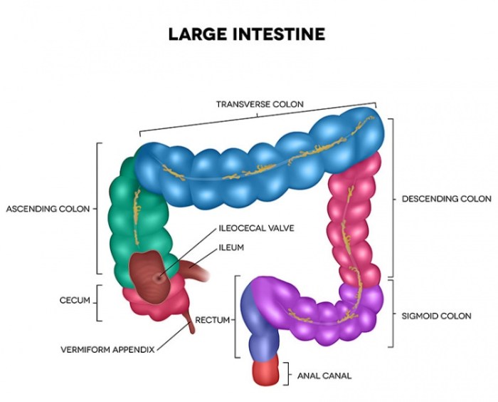 Colon colonoscopy cancer do prepare slide understanding sigmoid show choose board module preparing