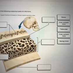 Label parts following correctly bone long anatomical solved chegg cartilage articular marrow red cavity answer problem been has diaphysis compact