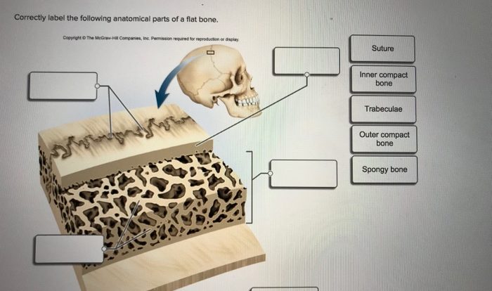 Label parts following correctly bone long anatomical solved chegg cartilage articular marrow red cavity answer problem been has diaphysis compact