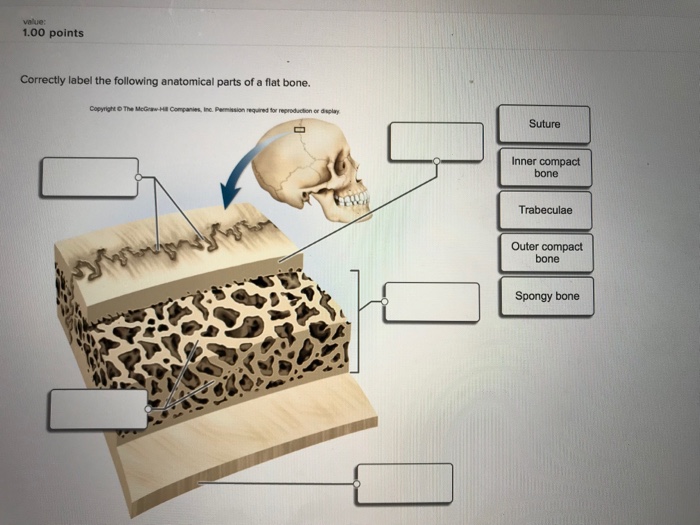 Label parts following correctly bone long anatomical solved chegg cartilage articular marrow red cavity answer problem been has diaphysis compact