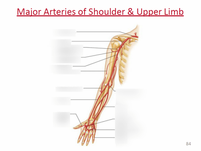 Label the veins of the upper limb and shoulder