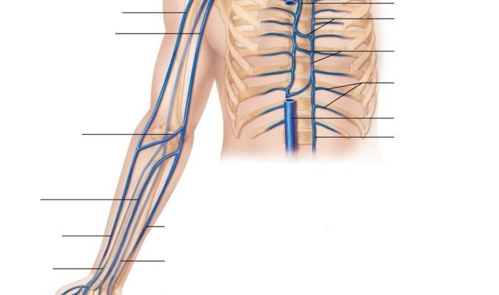 Upper coloring arteries limb arm anatomy pages shoulder hand pdf human book body labeling printable sheets advanced physiology kids exploringnature