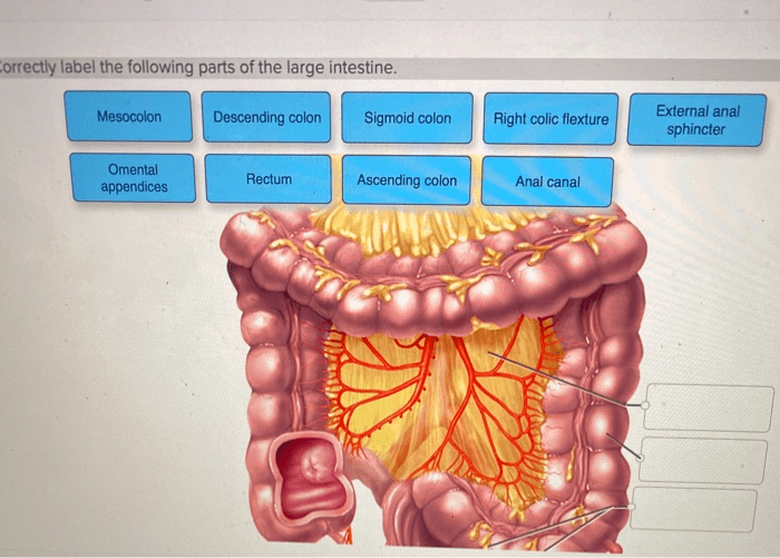 Correctly label the following parts of the large intestine.