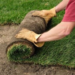 Sod installing grass lay correctly installation