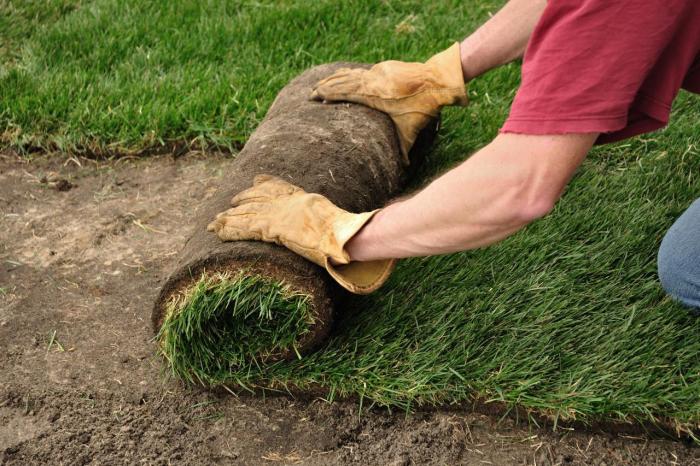 Sod installing grass lay correctly installation