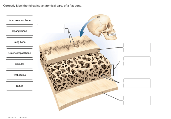 Correctly label the following anatomical parts of a flat bone