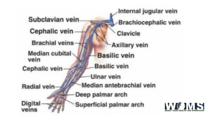 Label the veins of the upper limb and shoulder